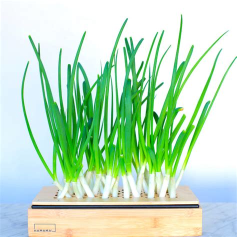 Green Onion Growing Kit