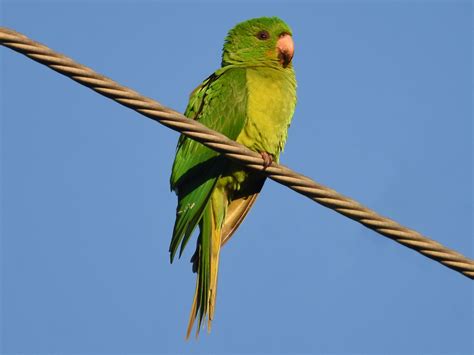 Green Parakeet Male Birds For Sale TampaLovebirds