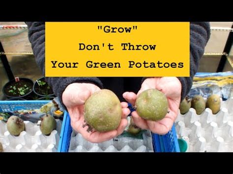 Green Potatoes Death