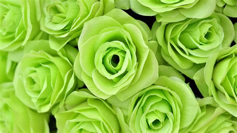 Rare Green Roses: True Botanical Phenomenon?