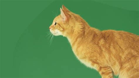 Green Screen Animals Cat