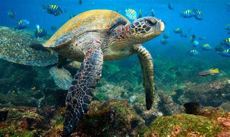 green sea turtle galapagos island - facts