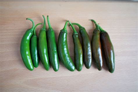 green serrano pepper 3