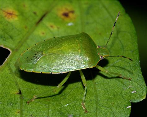 Green Spade Shaped Bug
