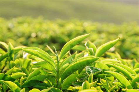 Green tea leaves