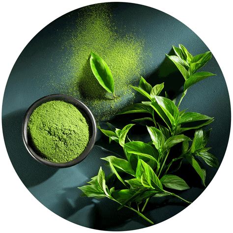 Green Tea Powder Extract Hs Code