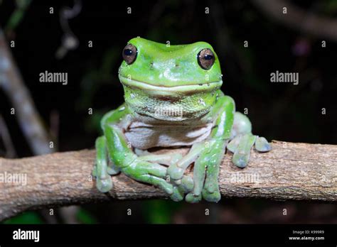 Green Tree Frog Call Australia