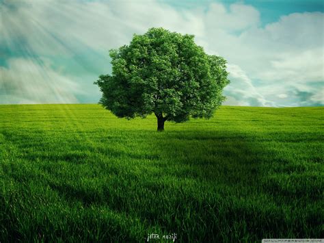 Green Tree Wallpaper Hd