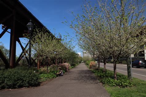 Green Trees Richmond