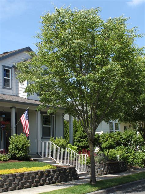 Green Vase Zelkova Problems