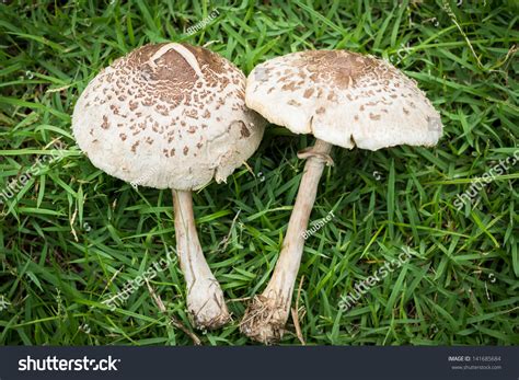 green-gilled parasol mushroom