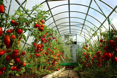 greenhouse for growing tomatoes