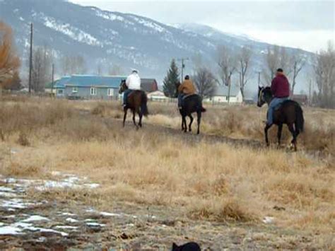 greg tracy horse trainer