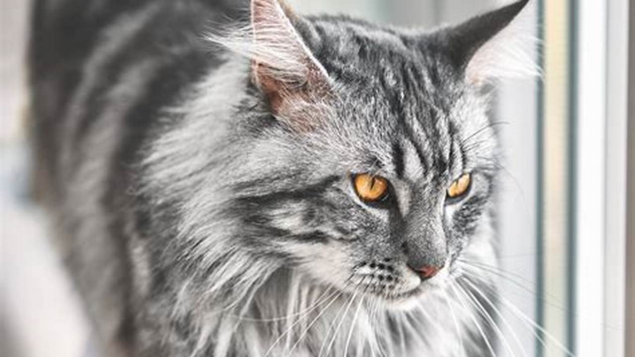 Grey Maine Coon Cat Names