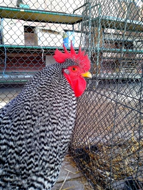 grey and white rooster