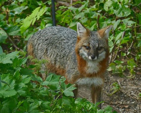 grey fox in vermont