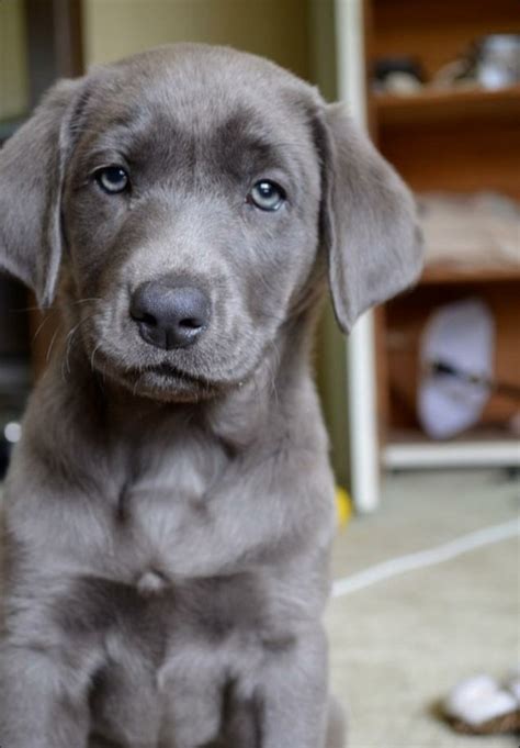 Top 10 Traits of the Loyal Grey Lab
