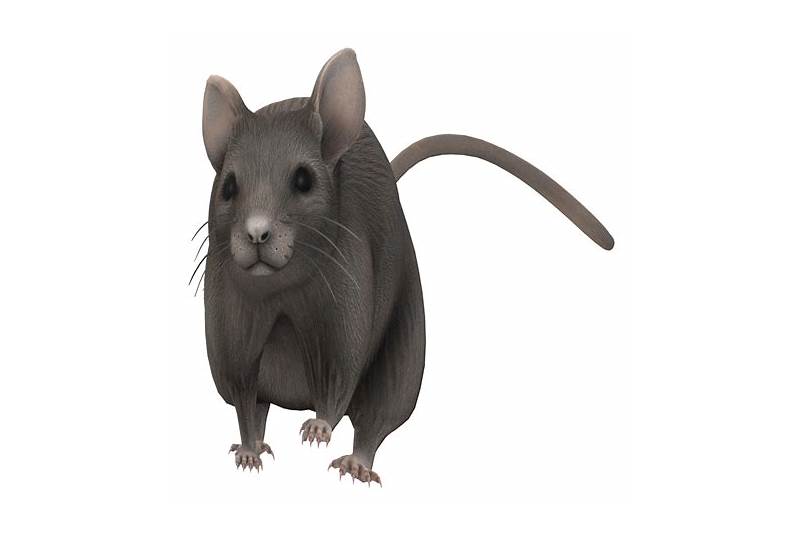grey mouse image