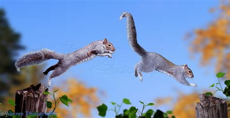 Grey Squirrels Chasing Each Other