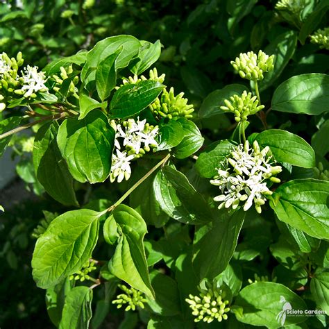 grey stem dogwood