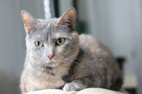 PANSY • Adopted • Dilute Tortoiseshell, Gray (Mostly) Female Cat