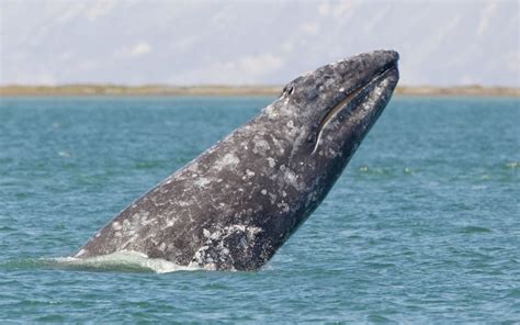 grey whales have long been