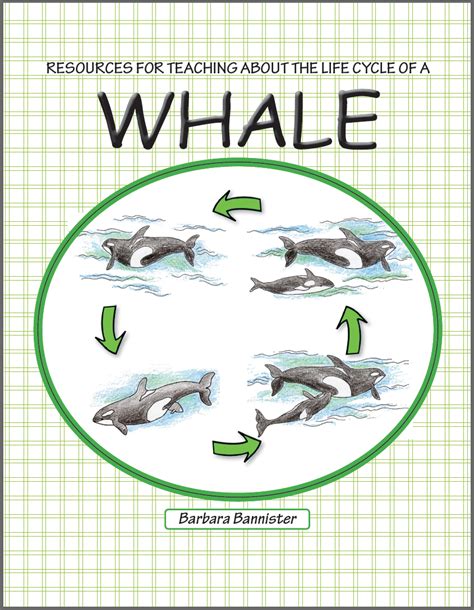 grey whales life cycle