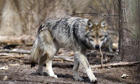 grey wolf conservation status