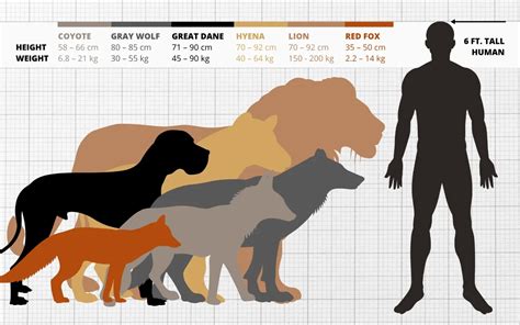 grey wolf size comparison to human