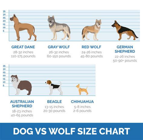 grey wolf vs dog size