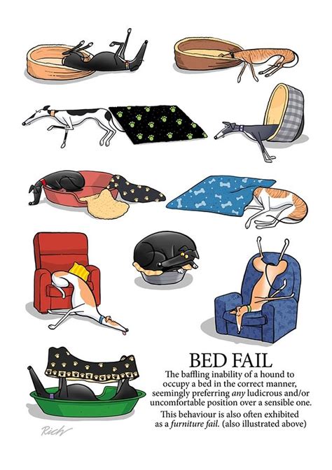 Greyhound Bed Fail