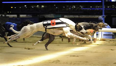 greyhound bet racing news