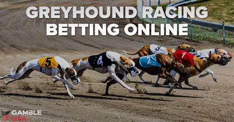 greyhound bet racing online