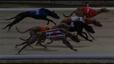 greyhound bet racing post greyhound tv