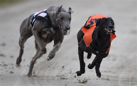 greyhound bet racing post greyhounds