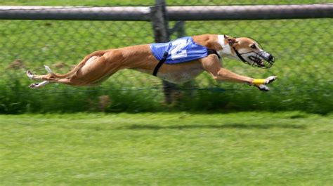 greyhound derby betting odds today