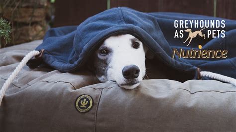 greyhound gap public group facebook