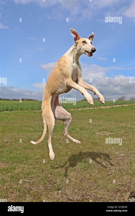 Greyhound Jumping Up