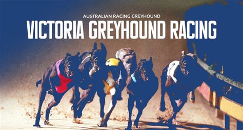 greyhound racing form guide australia