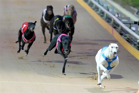 greyhound racing news uk