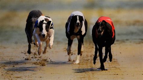 greyhound racing on sky sports