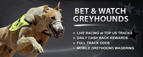greyhound racing online betting
