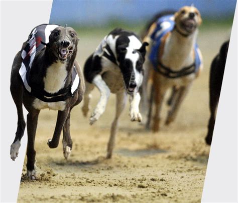 greyhound racing post