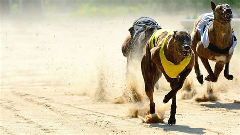 greyhound racing racing post