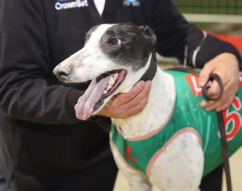 Greyhound Result