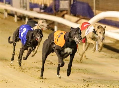 greyhound results racing post