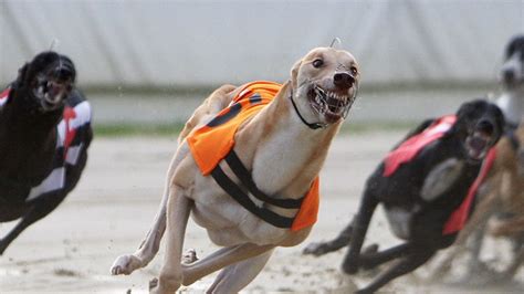 greyhounds on sky sports racing