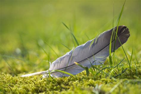 Plumas Signification des plumes, Plume signification, Plume d ange