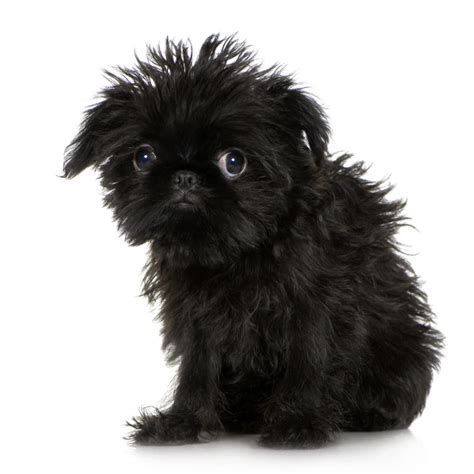 griffon cavil precious