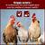 grippe aviaire belgique particulier